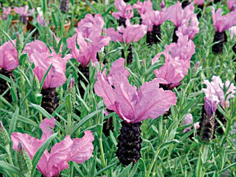 Photo de variété de fleurs à utiliser comme: Pot et Plante à massif Lavandula stoechas Lavinia Purple