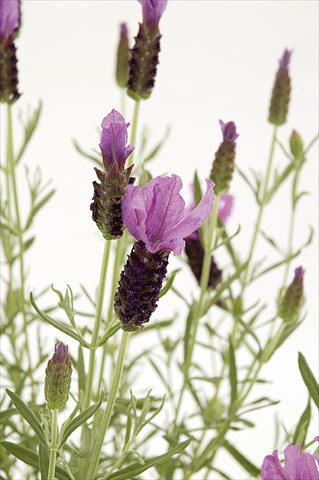 Photo de variété de fleurs à utiliser comme: Pot et Plante à massif Lavandula stoechas Lavinia Rose