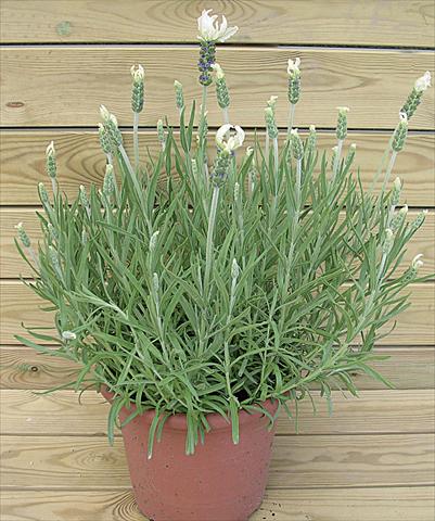 Photo de variété de fleurs à utiliser comme: Pot et Plante à massif Lavandula stoechas Lavinia White