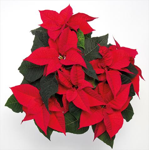 Photo de variété de fleurs à utiliser comme: Pot Poinsettia - Euphorbia pulcherrima Brilliant Red