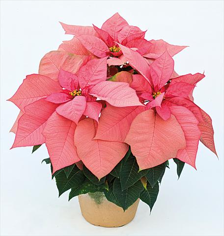 Photo de variété de fleurs à utiliser comme: Pot Poinsettia - Euphorbia pulcherrima Jubilee Pink