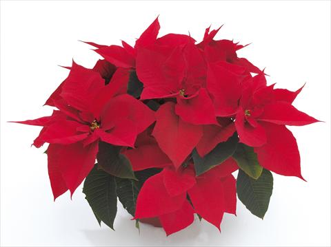 Photo de variété de fleurs à utiliser comme: Pot Poinsettia - Euphorbia pulcherrima Premier Red