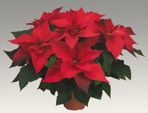 Photo de variété de fleurs à utiliser comme: Pot Poinsettia - Euphorbia pulcherrima Prestige Red