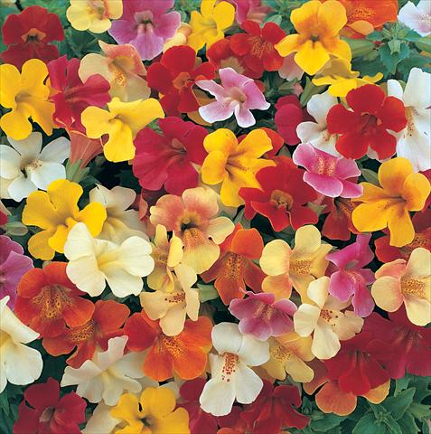 Photo de variété de fleurs à utiliser comme: Suspension / pot Mimulus x hybrida F.1 Magic miscuglio
