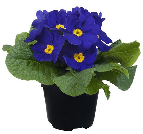 Photo de variété de fleurs à utiliser comme: Pot et Plante à massif Primula acaulis Paradiso Mid Early Blue