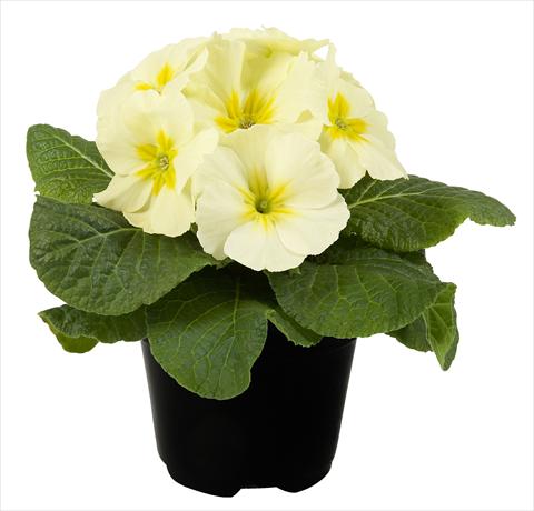 Photo de variété de fleurs à utiliser comme: Pot et Plante à massif Primula acaulis Paradiso Mid Early Lemon