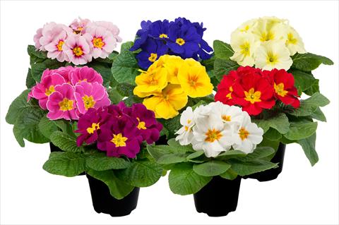 Photo de variété de fleurs à utiliser comme: Pot et Plante à massif Primula acaulis Paradiso Mid Early mini Mix 2013