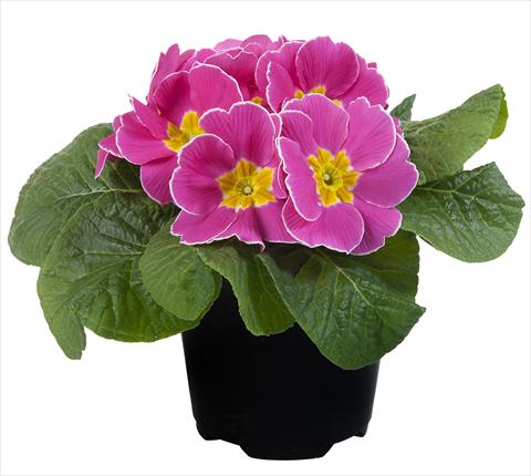 Photo de variété de fleurs à utiliser comme: Pot et Plante à massif Primula acaulis Paradiso Mid Early Pink with edge