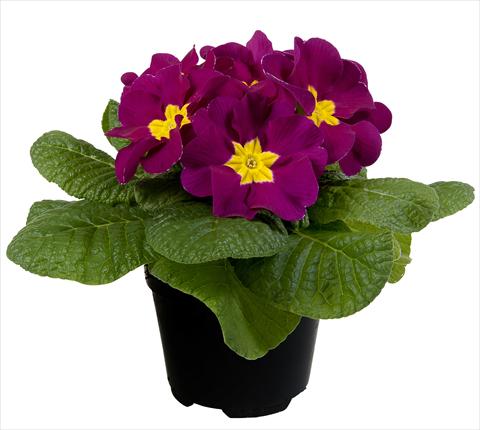 Photo de variété de fleurs à utiliser comme: Pot et Plante à massif Primula acaulis Paradiso Mid Early Violet