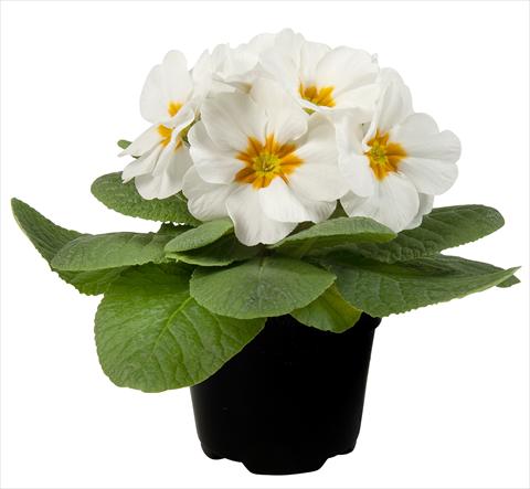 Photo de variété de fleurs à utiliser comme: Pot et Plante à massif Primula acaulis Paradiso Mid Early White