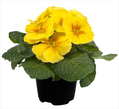 Photo de variété de fleurs à utiliser comme: Pot et Plante à massif Primula acaulis Paradiso Mid Early Yellow