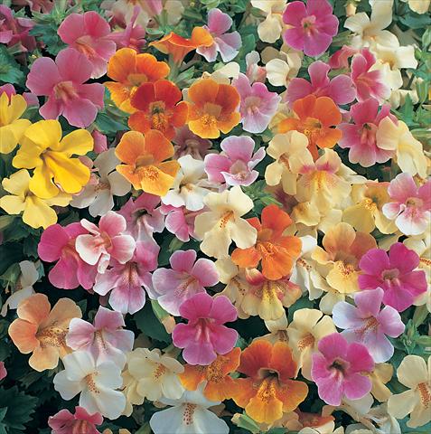 Photo de variété de fleurs à utiliser comme: Suspension / pot Mimulus x hybrida F.1 Magic Pastel Mixed
