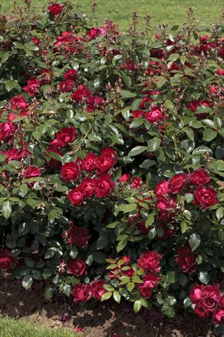 Photo de variété de fleurs à utiliser comme: Plante à massif/ plante de bordure Rosa paesaggistica Cherry Bonica®