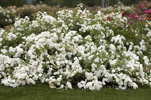 Photo de variété de fleurs à utiliser comme: Plante à massif/ plante de bordure Rosa paesaggistica Icy Drift®