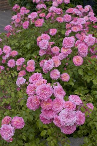 Photo de variété de fleurs à utiliser comme: Plante à massif/ plante de bordure Rosa paesaggistica Sweet Drift®