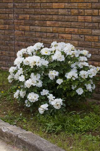 Photo de variété de fleurs à utiliser comme: Plante à massif/ plante de bordure Rosa paesaggistica White Knock Out
