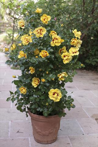 Photo de variété de fleurs à utiliser comme: Plante à massif/ plante de bordure Rosa rampicante Gp Eyeconic®