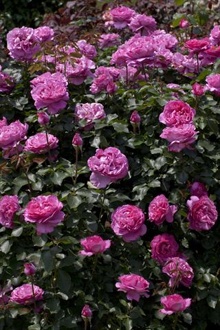 Photo de variété de fleurs à utiliser comme: Plante à massif/ plante de bordure Rosa rampicante Gp Yves Piaget®