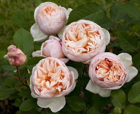 Photo de variété de fleurs à utiliser comme: Plante à massif/ plante de bordure Rosa Tea Belle Romantica®