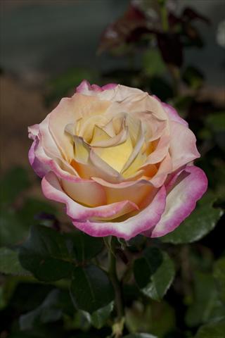 Photo de variété de fleurs à utiliser comme: Plante à massif/ plante de bordure Rosa Tea Sweet Eureka®