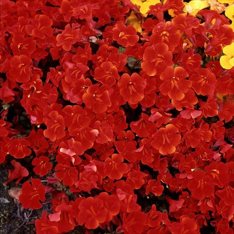 Photo de variété de fleurs à utiliser comme: Suspension / pot Mimulus x hybrida F.1 Magic Red