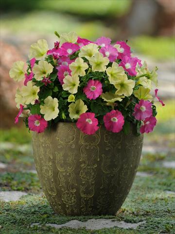 Photo de variété de fleurs à utiliser comme: Pot, Plante à massif, patio 2 Combo Fuseables® Petunia Flirtini