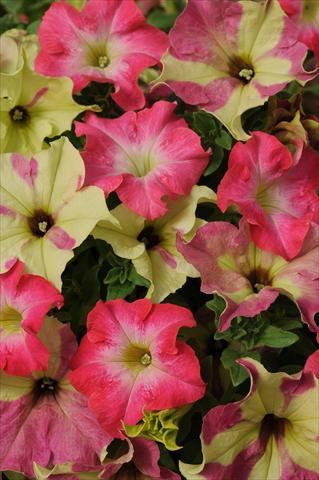 Photo de variété de fleurs à utiliser comme: Pot, Plante à massif, patio 2 Combo Fuseables® Petunia Lime Coral