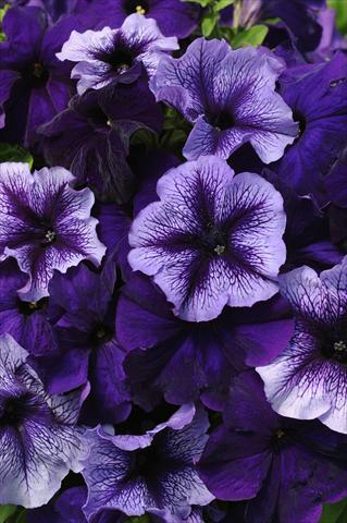 Photo de variété de fleurs à utiliser comme: Pot, Plante à massif, patio 2 Combo Fuseables® Petunia Pleasantly Blue