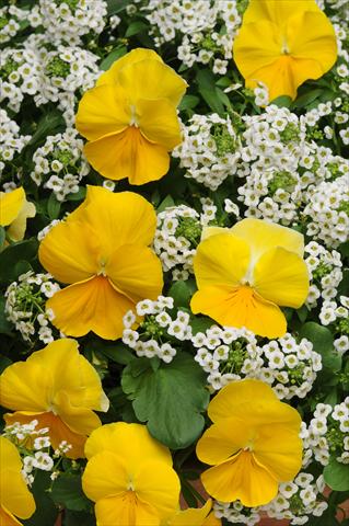 Photo de variété de fleurs à utiliser comme: Pot, Plante à massif, patio 2 Combo Fuseables® Sunny Day