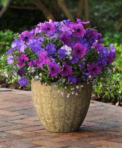 Photo de variété de fleurs à utiliser comme: Pot, Plante à massif, patio 3 Combo Fuseables® Healing Waters