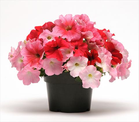 Photo de variété de fleurs à utiliser comme: Pot, Plante à massif, patio 3 Combo Fuseables® Petunia Strawberry Wine
