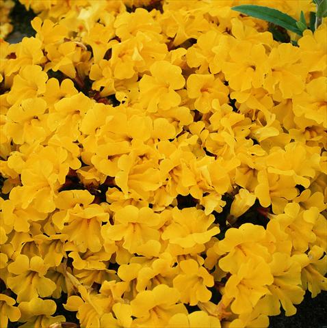 Photo de variété de fleurs à utiliser comme: Suspension / pot Mimulus x hybrida F.1 Magic Yellow
