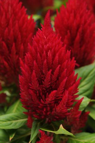 Photo de variété de fleurs à utiliser comme: Pot Celosia plumosa First Flame Red