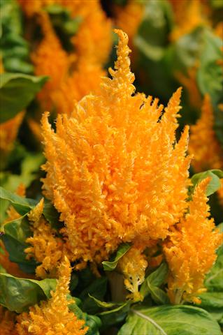 Photo de variété de fleurs à utiliser comme: Pot Celosia plumosa First Flame Yellow