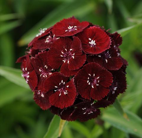 Photo de variété de fleurs à utiliser comme: Pot et Plante à massif Dianthus barbatus Sweet Black Cherry