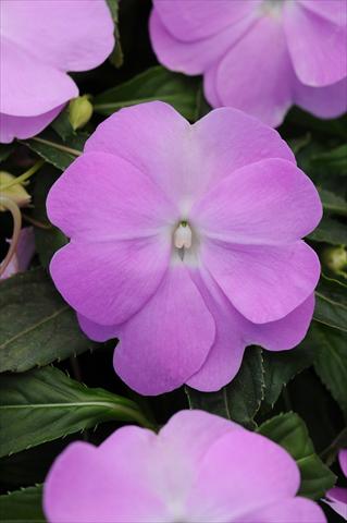 Photo de variété de fleurs à utiliser comme: Pot, Plante à massif, patio, Suspension Impatiens N. Guinea Divine Blue Pearl