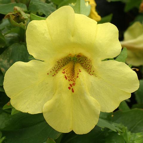 Photo de variété de fleurs à utiliser comme: Suspension / pot Mimulus x hybrida F.1 Maximus Lemon Yellow