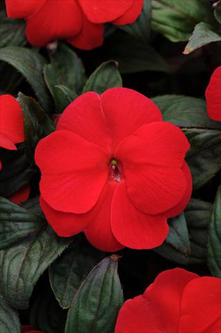 Photo de variété de fleurs à utiliser comme: Pot, Plante à massif, patio, Suspension Impatiens N. Guinea Divine Scarlet Bronze Leaf