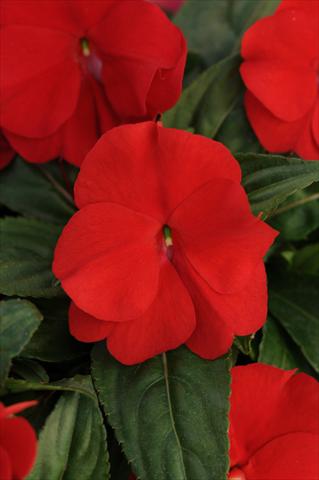 Photo de variété de fleurs à utiliser comme: Pot, Plante à massif, patio, Suspension Impatiens N. Guinea Divine True Red