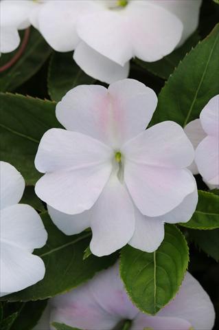 Photo de variété de fleurs à utiliser comme: Pot, Plante à massif, patio, Suspension Impatiens N. Guinea Divine White Blush