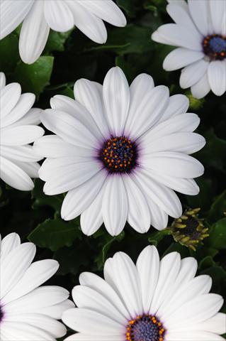 Photo de variété de fleurs à utiliser comme: Pot et Plante à massif Osteospermum Akila White Improved