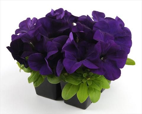Photo de variété de fleurs à utiliser comme: Pot, Plante à massif, patio, Suspension Petunia grandiflora Ez Rider Blue