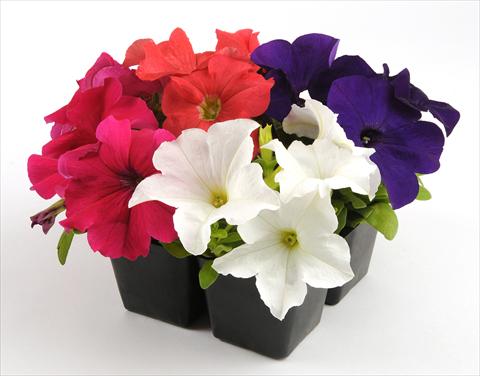 Photo de variété de fleurs à utiliser comme: Pot, Plante à massif, patio, Suspension Petunia grandiflora Ez Rider Chopper Mixture