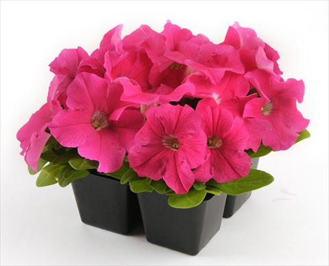 Photo de variété de fleurs à utiliser comme: Pot, Plante à massif, patio, Suspension Petunia grandiflora Ez Rider Deep Pink