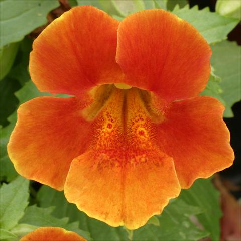 Photo de variété de fleurs à utiliser comme: Suspension / pot Mimulus x hybrida F.1 Maximus Orange