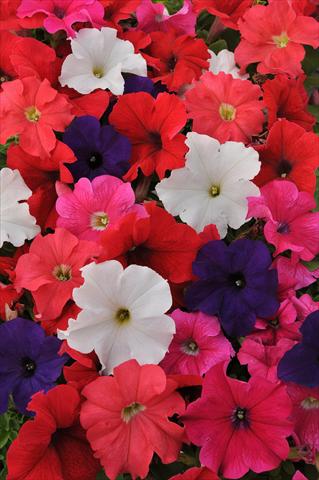 Photo de variété de fleurs à utiliser comme: Pot, Plante à massif, patio, Suspension Petunia grandiflora Ez Rider Mixture