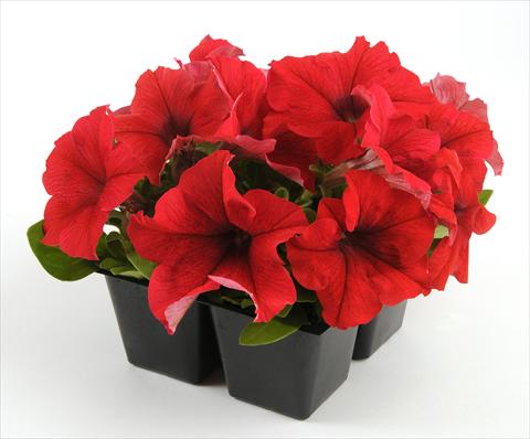 Photo de variété de fleurs à utiliser comme: Pot, Plante à massif, patio, Suspension Petunia grandiflora Ez Rider Red