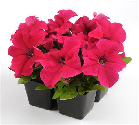Photo de variété de fleurs à utiliser comme: Pot, Plante à massif, patio, Suspension Petunia grandiflora Ez Rider Rose