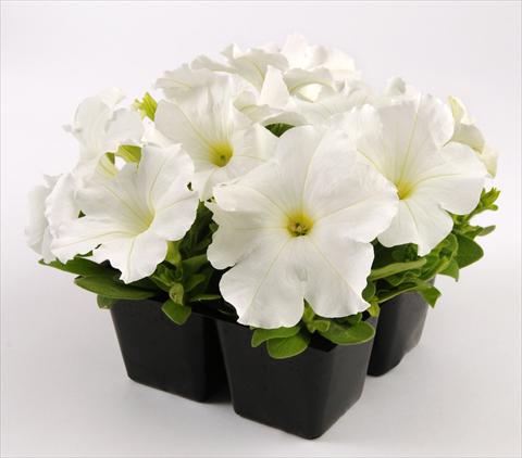 Photo de variété de fleurs à utiliser comme: Pot, Plante à massif, patio, Suspension Petunia grandiflora Ez Rider White