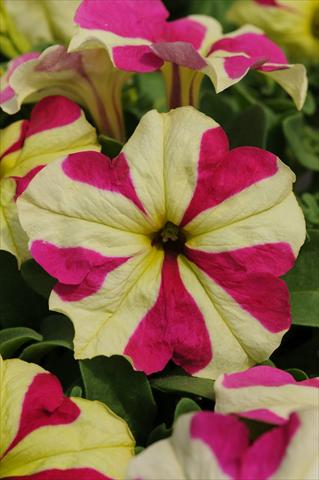 Photo de variété de fleurs à utiliser comme: Pot, Plante à massif, patio, Suspension Petunia grandiflora Sophistica Lime Bicolour Improved